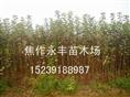 永丰苗木