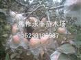 永丰苗木