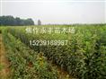 永丰苗木