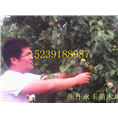 永丰果树苗-河南省果树苗供应