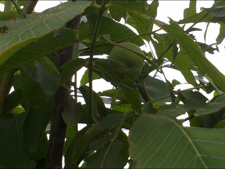 河南苹果苗销售~河南梨苗价格~~~河南梨苗基地~~焦作果苗价格~~焦作果树批发
