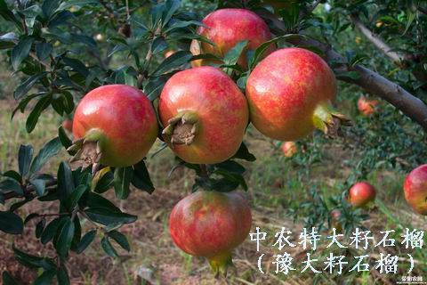 大籽石榴