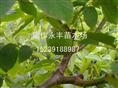 永丰苗木