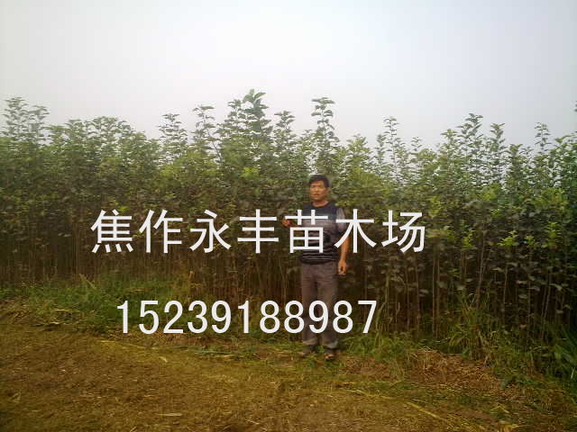 永丰苗木