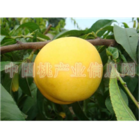 中油21号油桃 