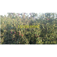 永丰果树苗-河南省果树苗供应