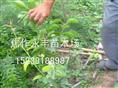 永丰苗木