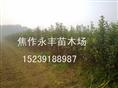 永丰苗木