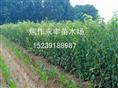 永丰苗木