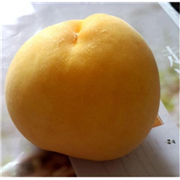黄金蜜3号桃 