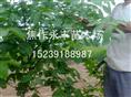 永丰苗木
