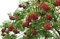 山楂树2