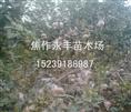 永丰苗木