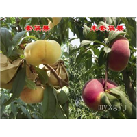 中蟠11 