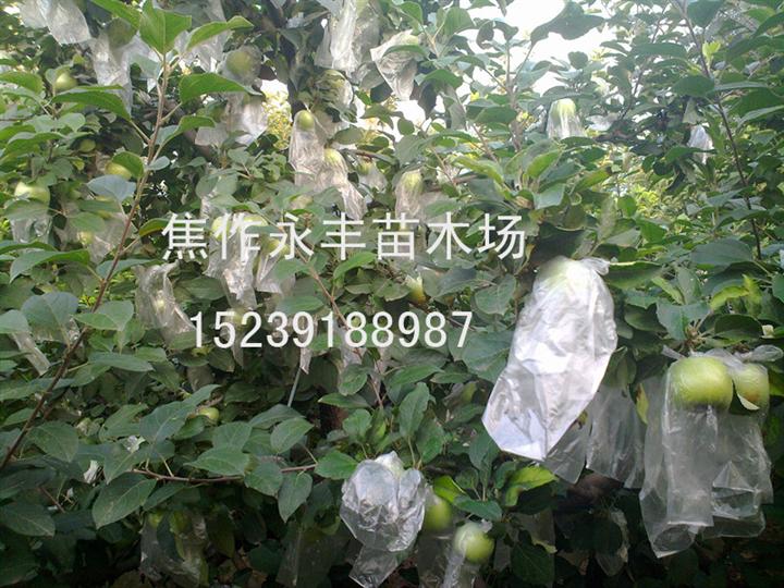 永丰苗木