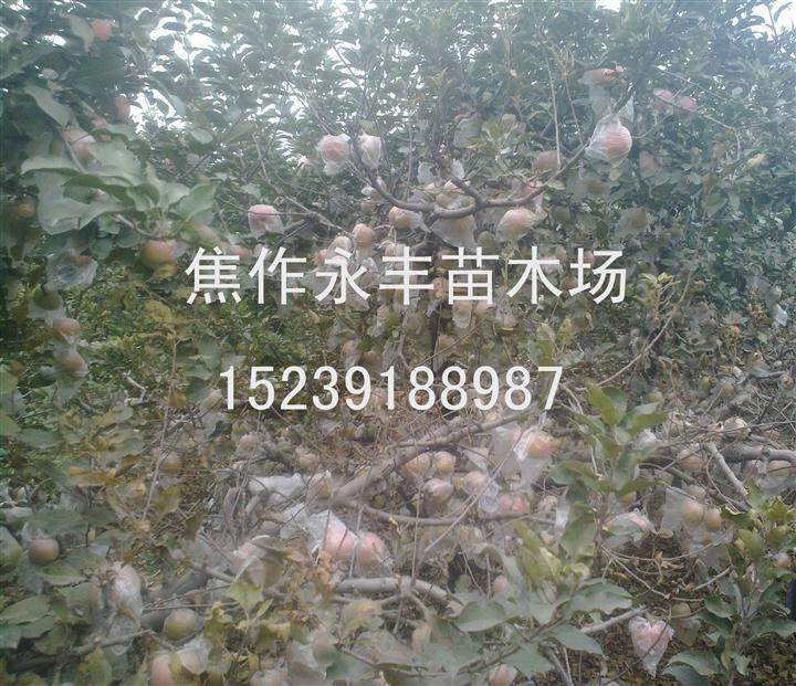 永丰苗木