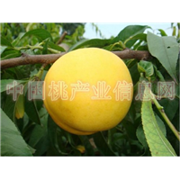 中油21号油桃
