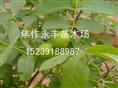 永丰苗木