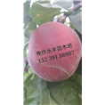 永丰果树苗-河南果树苗基地
