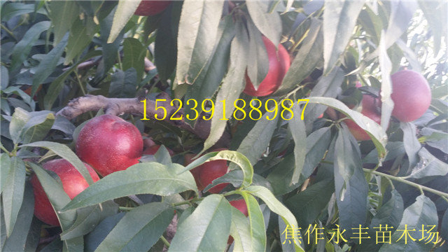 永丰果树苗-河南省桃树苗基地