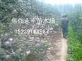 永丰苗木