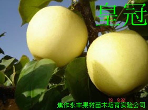 皇冠梨