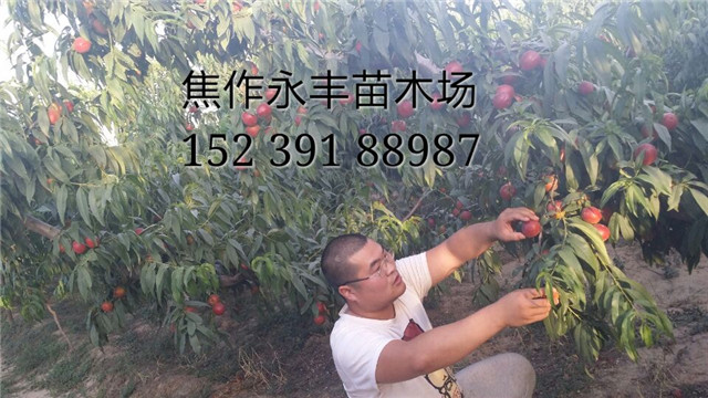 永丰果树苗-河南省桃树苗基地