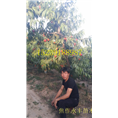 永丰果树苗-河南省桃树苗基地