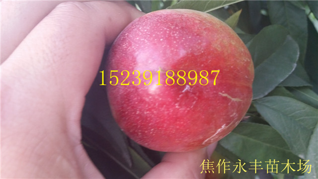 永丰果树苗-河南省果树苗