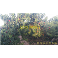 永丰果树苗-河南省果树苗