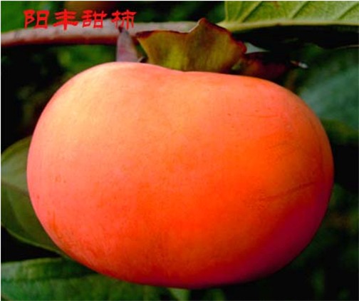 阳丰甜柿