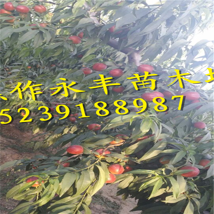 永丰果树苗-河南果树苗基地