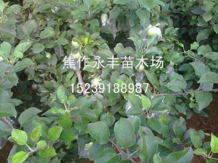 永丰苗木