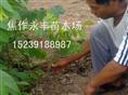 永丰苗木