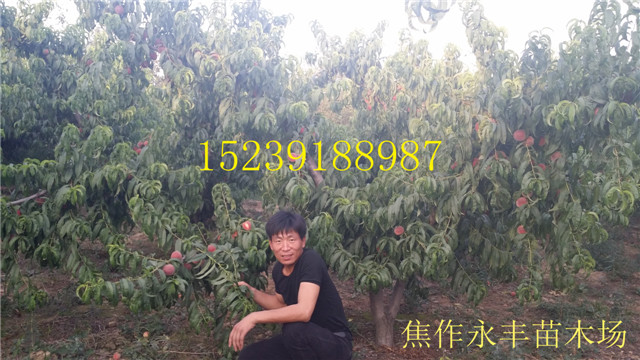 永丰果树苗-河南省果树苗供应