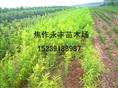 永丰苗木