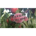 永丰果树苗-河南果树苗基地