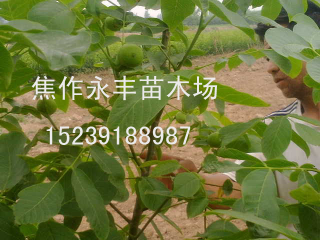 永丰苗木