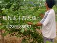 永丰苗木