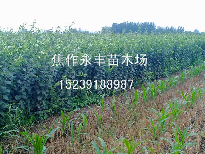 永丰苗木