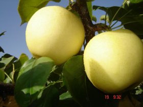 黄冠梨