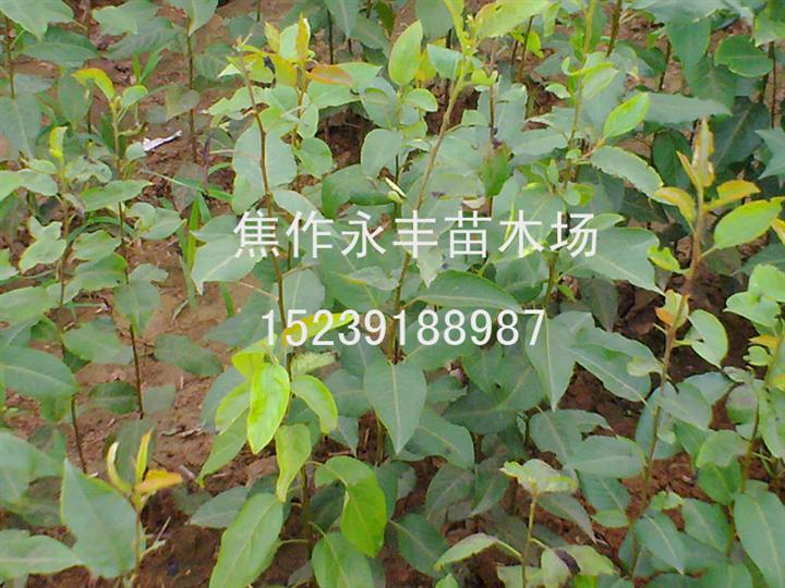 苗木