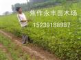 永丰苗木