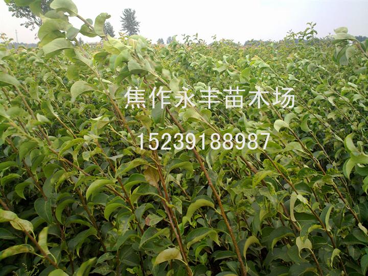 永丰苗木