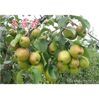 玉露香梨树