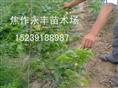 永丰苗木