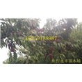 永丰果树苗-河南省果树苗供应