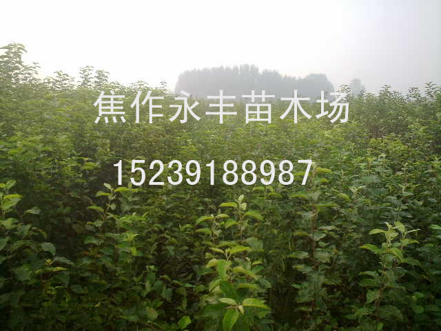 永丰苗木