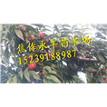 永丰果树苗-河南省果树苗供应