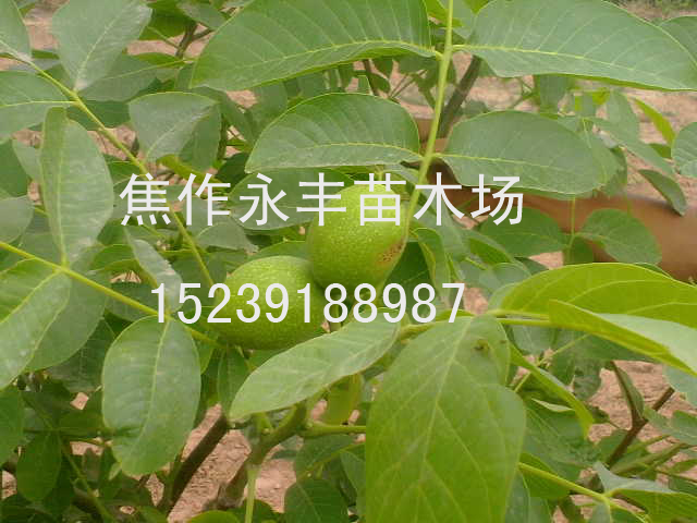 永丰苗木